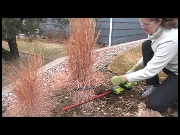 The BEST Way to Prune Ornamental Grasses