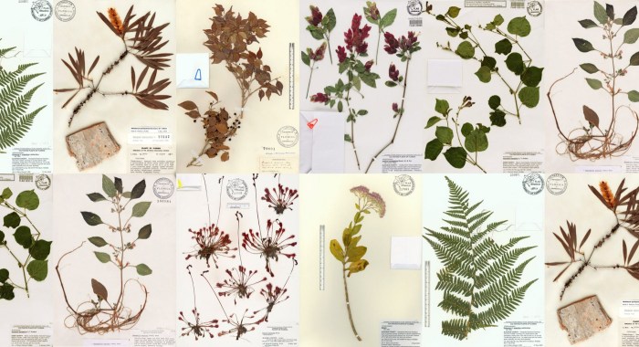 Herbarium gestalten